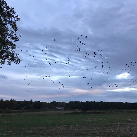 Vakantiehuis Appelvink, Toplocatie In Bosrijke Omgeving Oisterwijk Zewnętrze zdjęcie