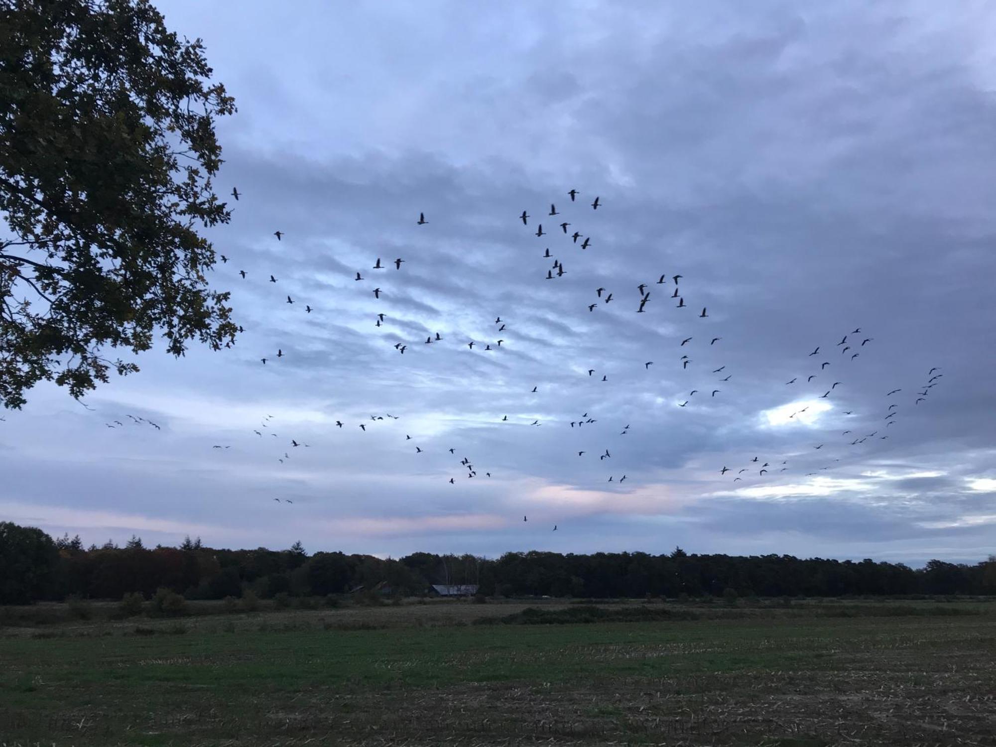 Vakantiehuis Appelvink, Toplocatie In Bosrijke Omgeving Oisterwijk Zewnętrze zdjęcie
